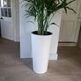 kentia palm Image 2