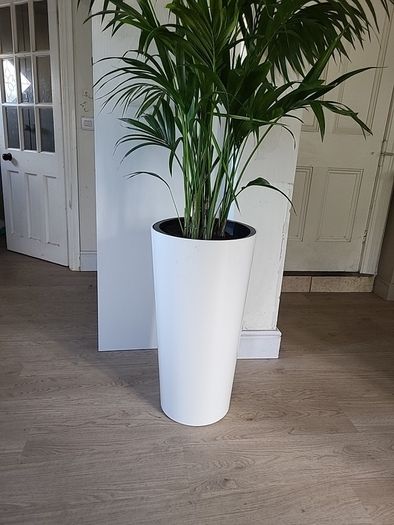 kentia palm