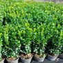 Box Hedging Image 7
