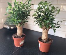 Two cute plants