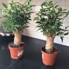 Two cute plants