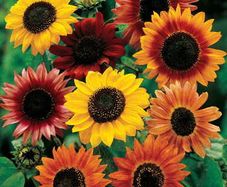 (S) Sunflower Formula seeds 1g (414932)