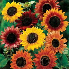 (S) Sunflower Formula seeds 1g (414932)