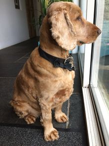 Pet minder in the comfort of their own homes.