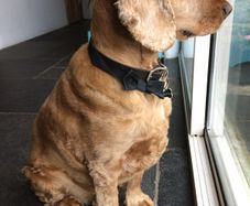 Pet minder in the comfort of their own homes.