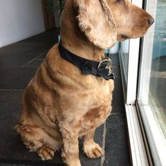 Pet minder in the comfort of their own homes.