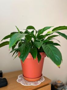 plant