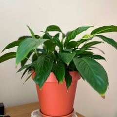 plant