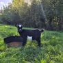 Pygmy goats Image 4