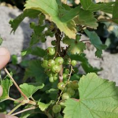 Red currant plant 4-5 years
