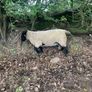 Suffolk 2 Year old ram Image 2