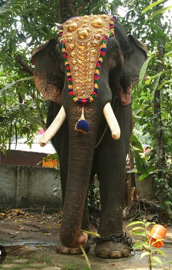 Elephant caparison, 40inch to 20inch, Handmade, Wall Decor, Nettipattam Kerala elephant decoration wall mount