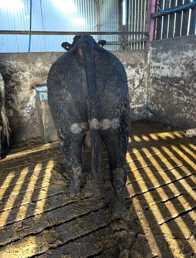 Pedigree registered Aberdeen Angus bull