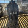 Pedigree registered Aberdeen Angus bull Image 3