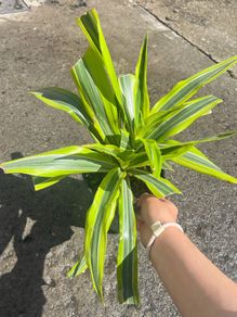 plant