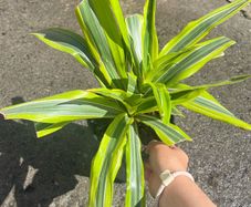 plant