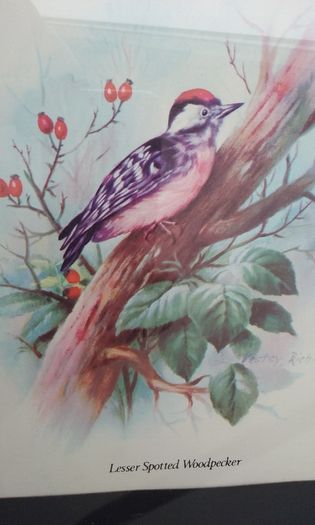 Wall Picture - Woodpecker