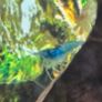 Fish tank Shrimps Image 4