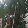large mature Monstera plant Image 4