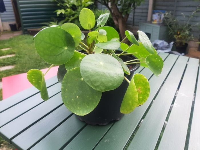 Plants