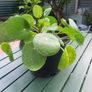 Plants Image 3