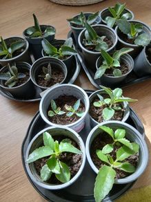 Plants