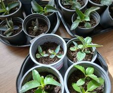 Plants