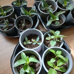 Plants