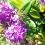 plants Image 6