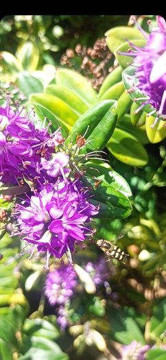 plants