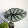 Alocasia Silver Dragon Plant Image 2