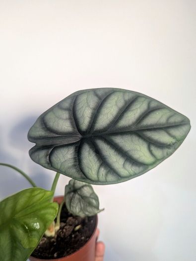 Alocasia Silver Dragon Plant