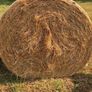 Hay Image 3