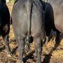 PBR Angus Bulls Image 2