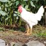 Roosters Image 2