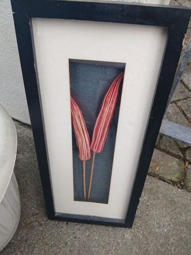 Stunning framed Okra Pods Picture