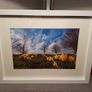 Daffodils in Bloom Image 3