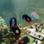 Single Hole Euphyllia Coral Holder (Tilted) Image 3