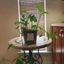 hanging plant Image 9