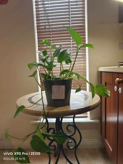 hanging plant