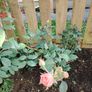 Rose  plant Image 5