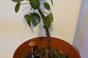 Mature Chinese Money Plant icl. Pot