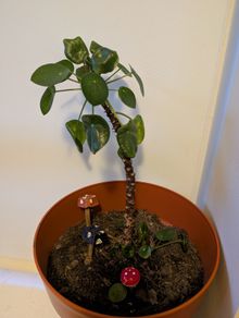 Mature Chinese Money Plant icl. Pot