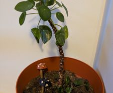 Mature Chinese Money Plant icl. Pot