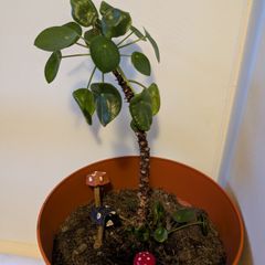 Mature Chinese Money Plant icl. Pot
