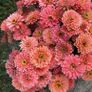 (Z) Zinnia Bordeaux seeds 0.5g (approx. 50 seeds) (415687) Image 3