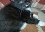 free to good home Kitten