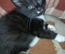 free to good home Kitten