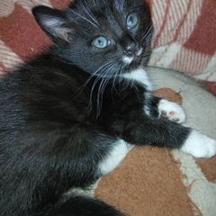 free to good home Kitten