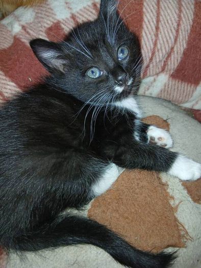 free to good home Kitten